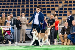 Wystawa Shelby Międzynarodowa Łódź 18-19.11.2023